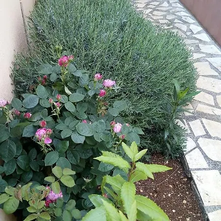 Apartment Dolce *